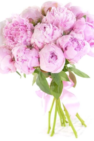 Pionies 🌸
